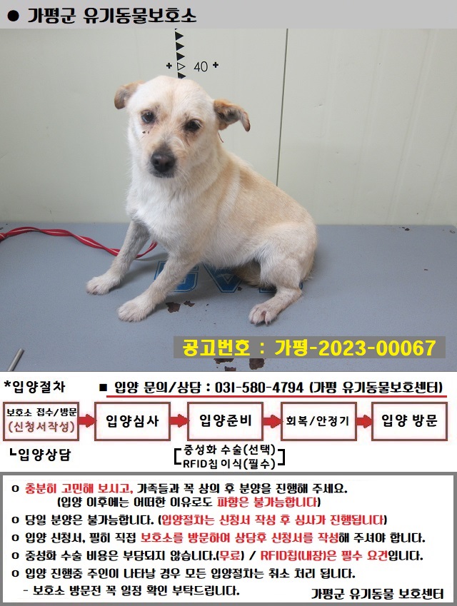 믹스견 이미지 파일 입니다.