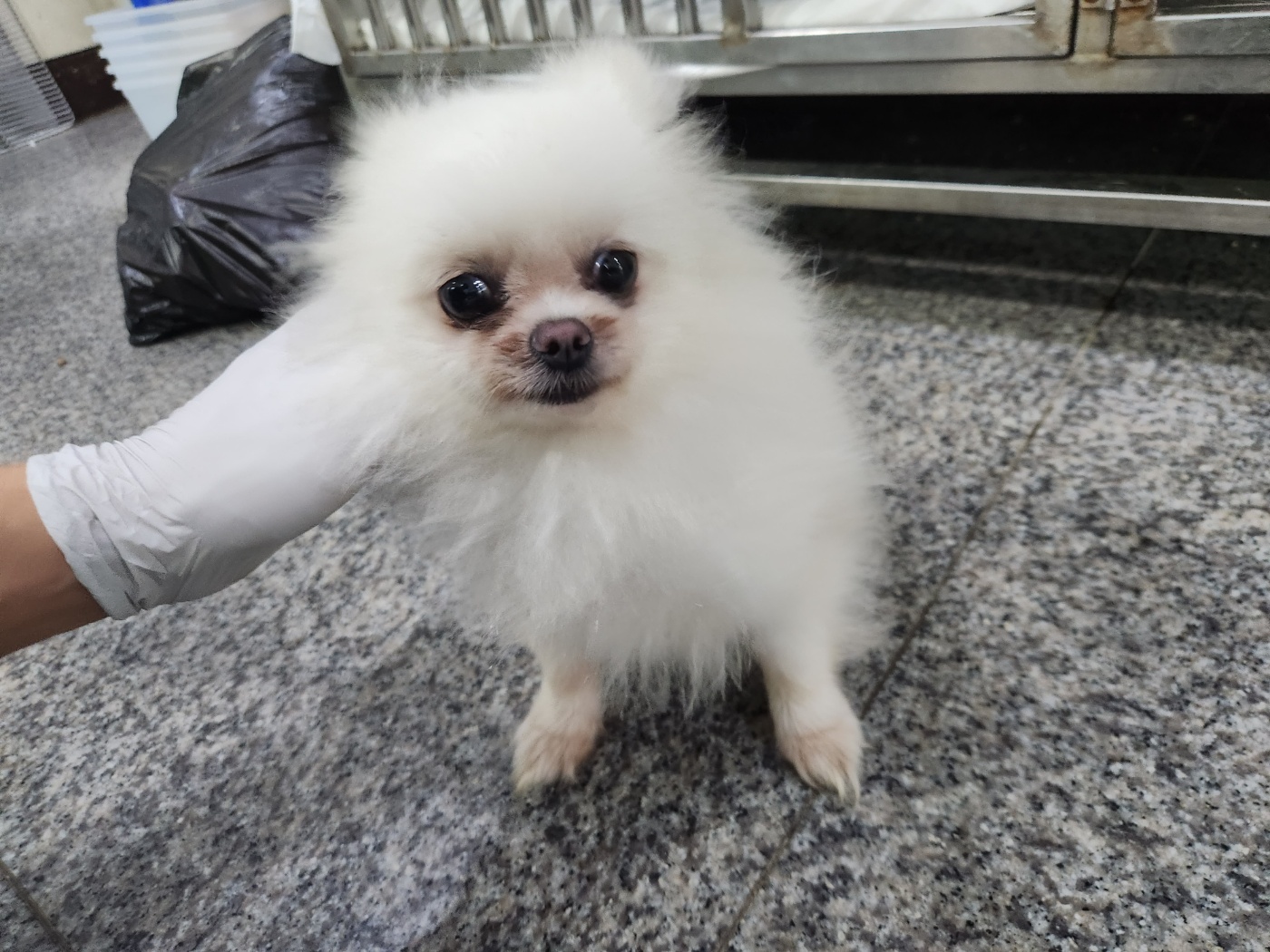 포메라니안 이미지 파일 입니다.
