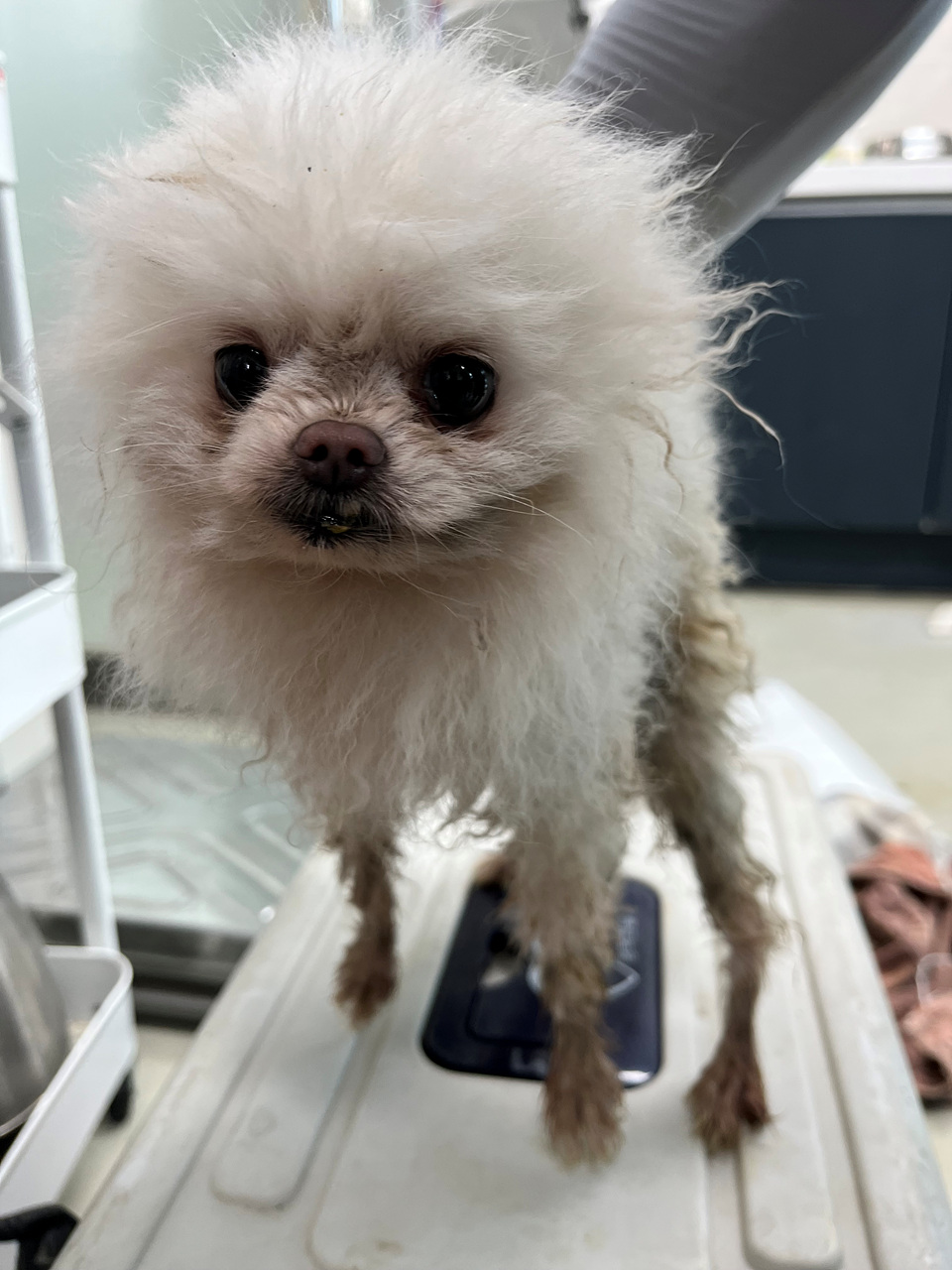 포메라니안 이미지 파일 입니다.
