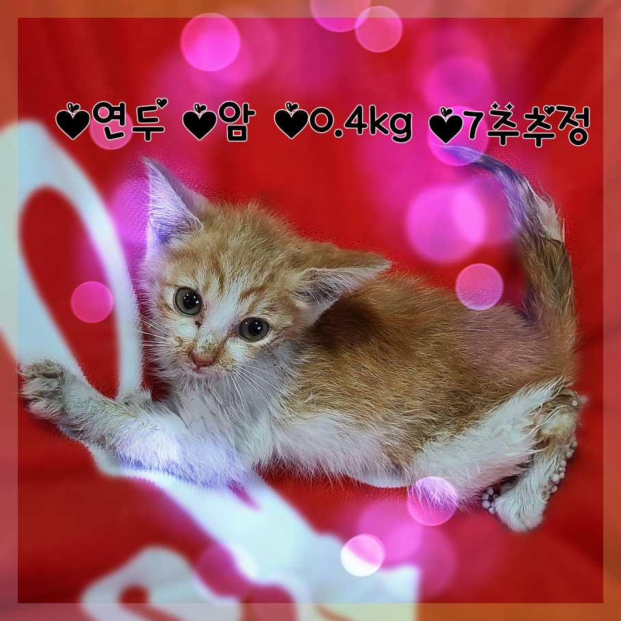 한국 고양이 이미지 파일 입니다.