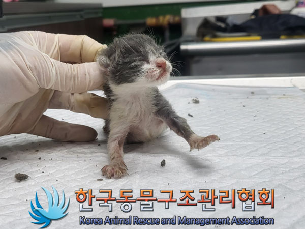 한국 고양이 이미지 파일 입니다.