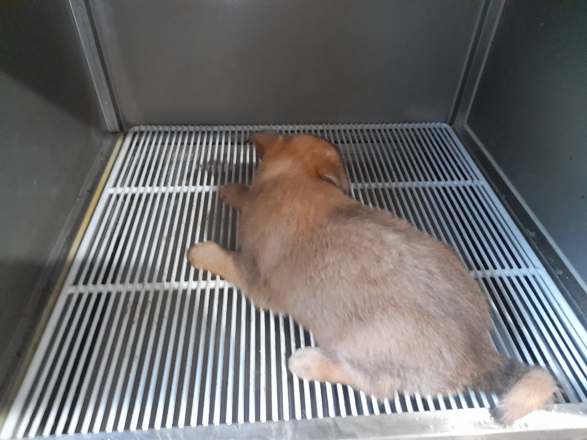 휘펫 이미지 파일 입니다.