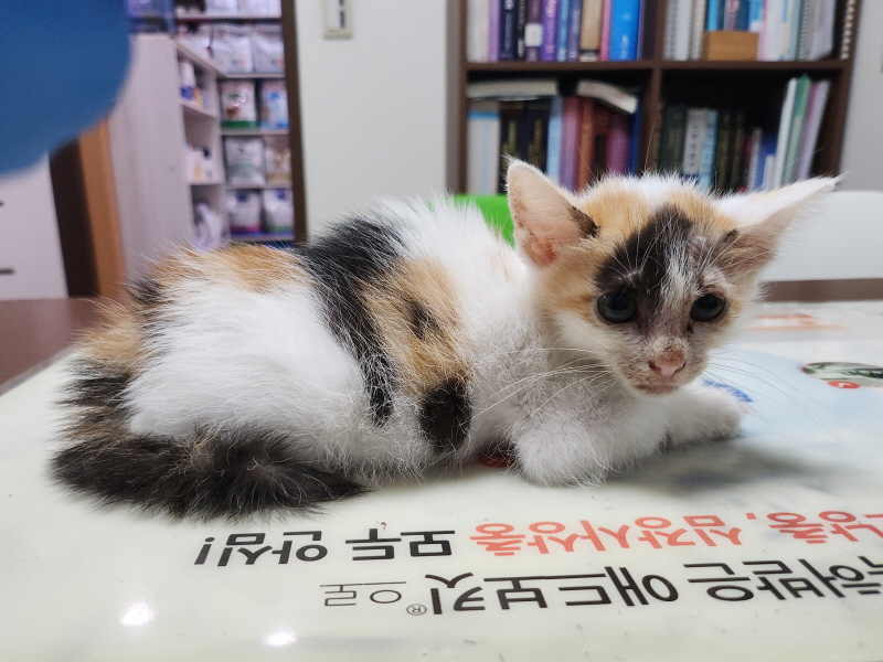 한국 고양이 이미지 파일 입니다.
