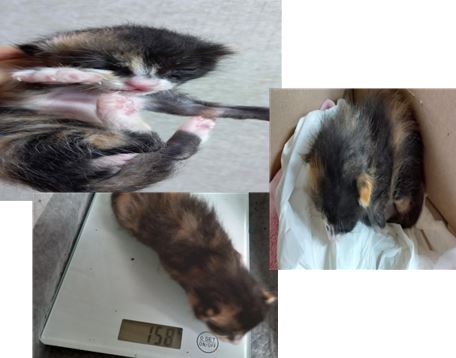 한국 고양이 이미지 파일 입니다.