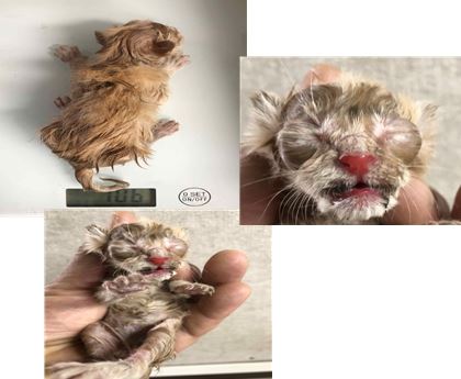 한국 고양이 이미지 파일 입니다.
