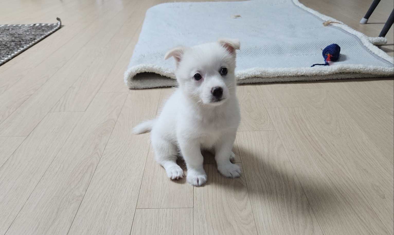 믹스견 이미지 파일 입니다.