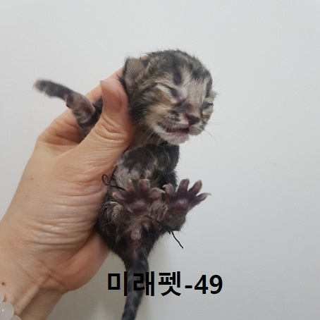 한국 고양이 이미지 파일 입니다.