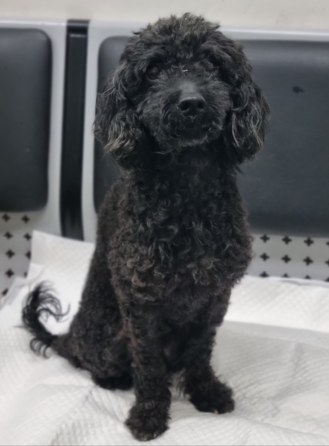 푸들 이미지 파일 입니다.