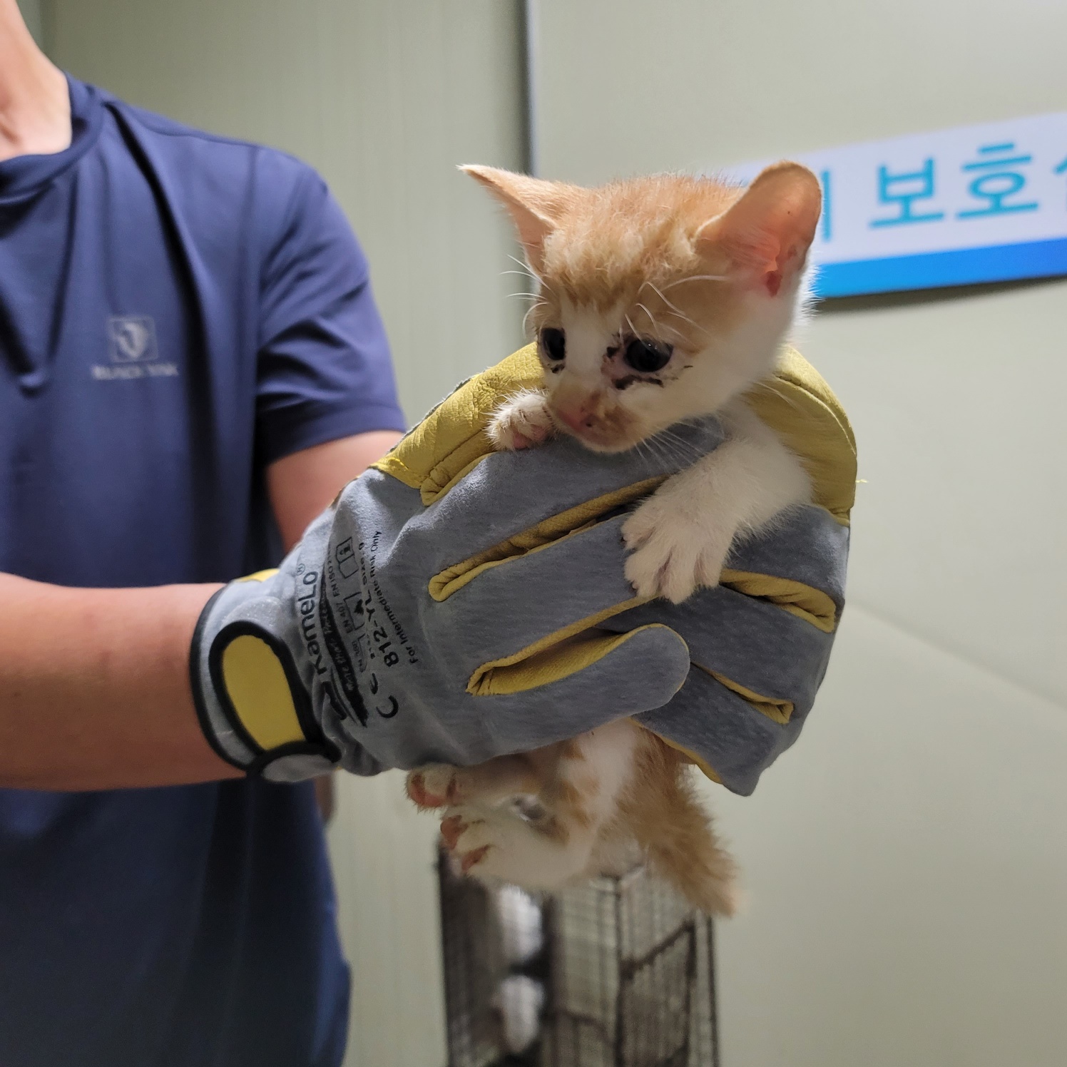 한국 고양이 이미지 파일 입니다.