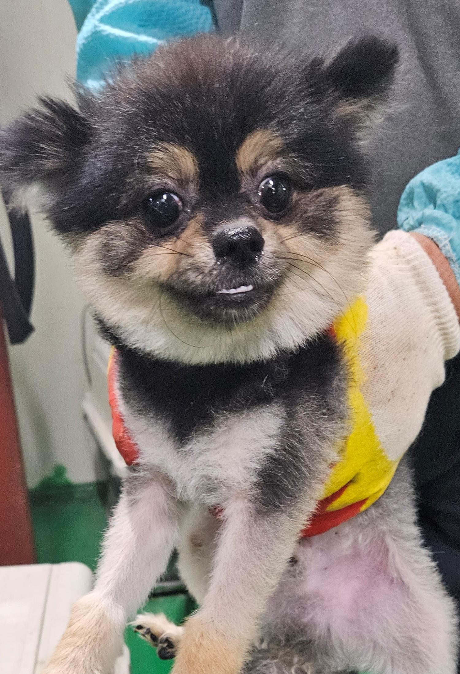 믹스견 이미지 파일 입니다.