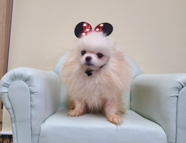 포메라니안 이미지 파일 입니다.