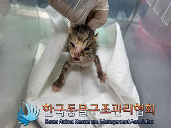 한국 고양이 이미지 파일 입니다.