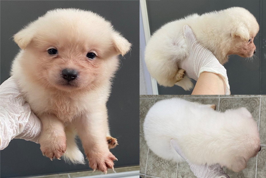 믹스견 이미지 파일 입니다.