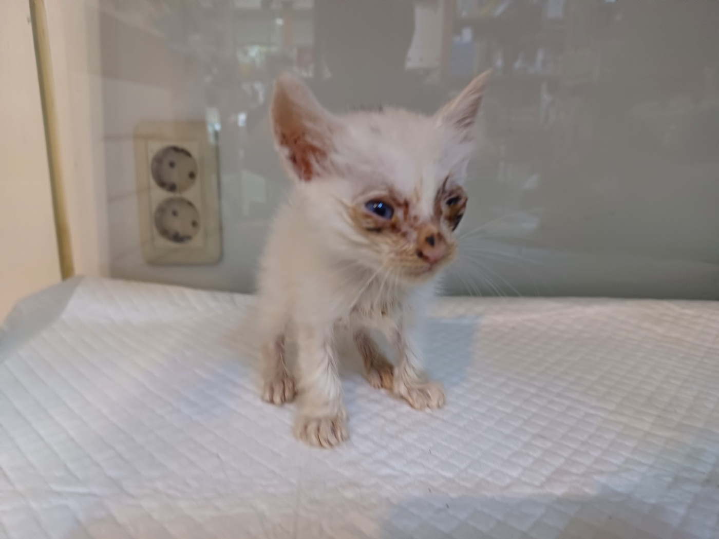 고양이 이미지 파일 입니다.