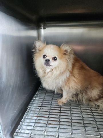 포메라니안 이미지 파일 입니다.