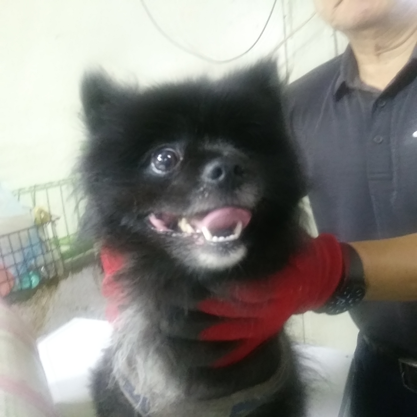 포메라니안 이미지 파일 입니다.