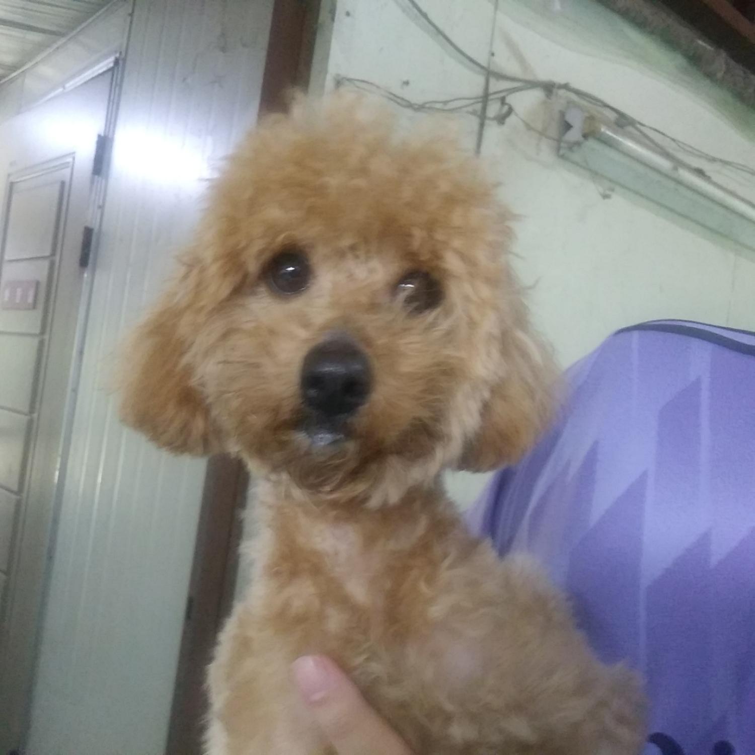 푸들 이미지 파일 입니다.
