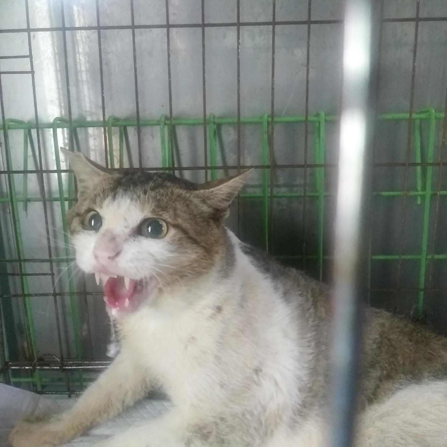 한국 고양이 이미지 파일 입니다.