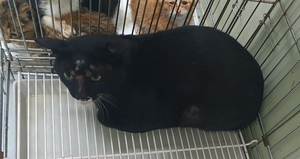 믹스묘 이미지 파일 입니다.