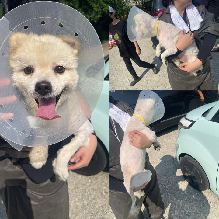 포메라니안+스피츠=폼피츠 이미지 파일 입니다.