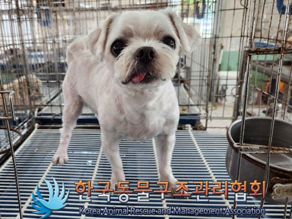 말티즈 이미지 파일 입니다.