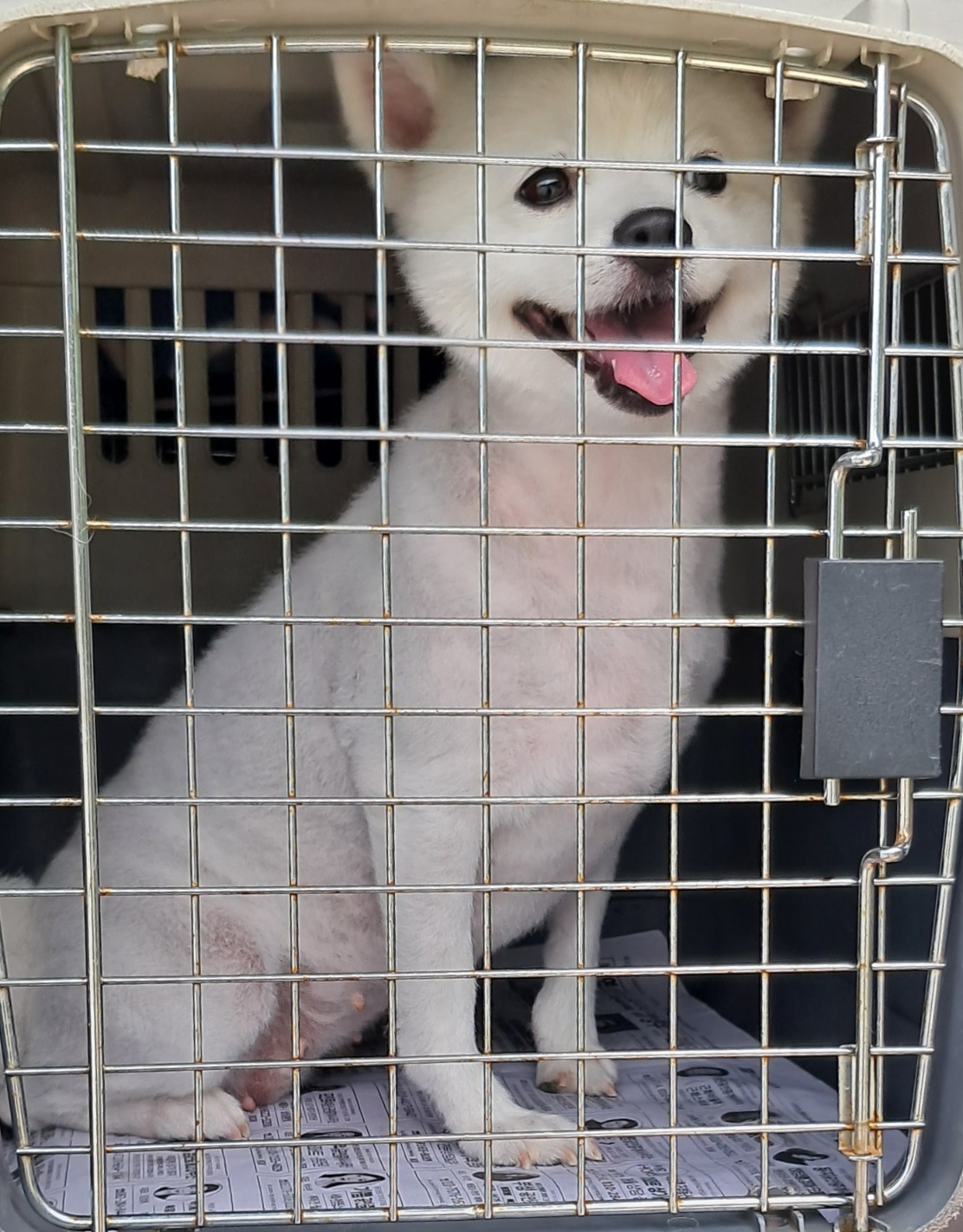 포메라니안 이미지 파일 입니다.