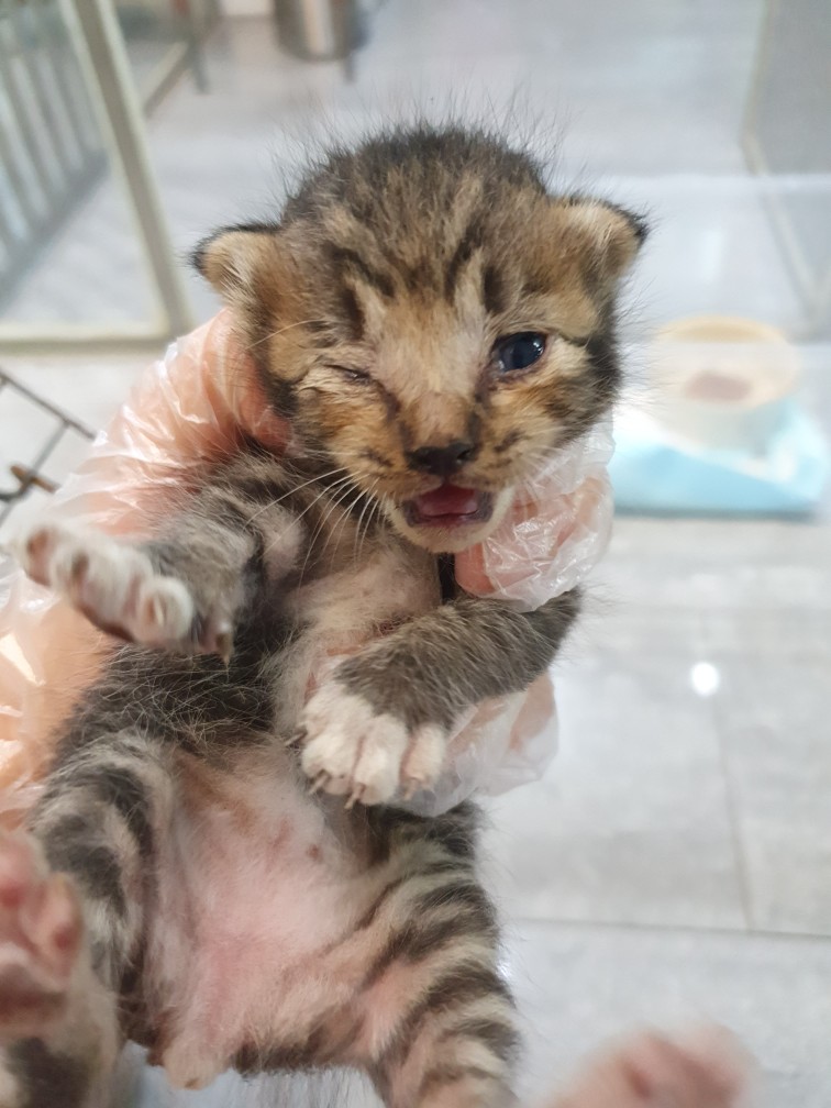 한국 고양이 이미지 파일 입니다.