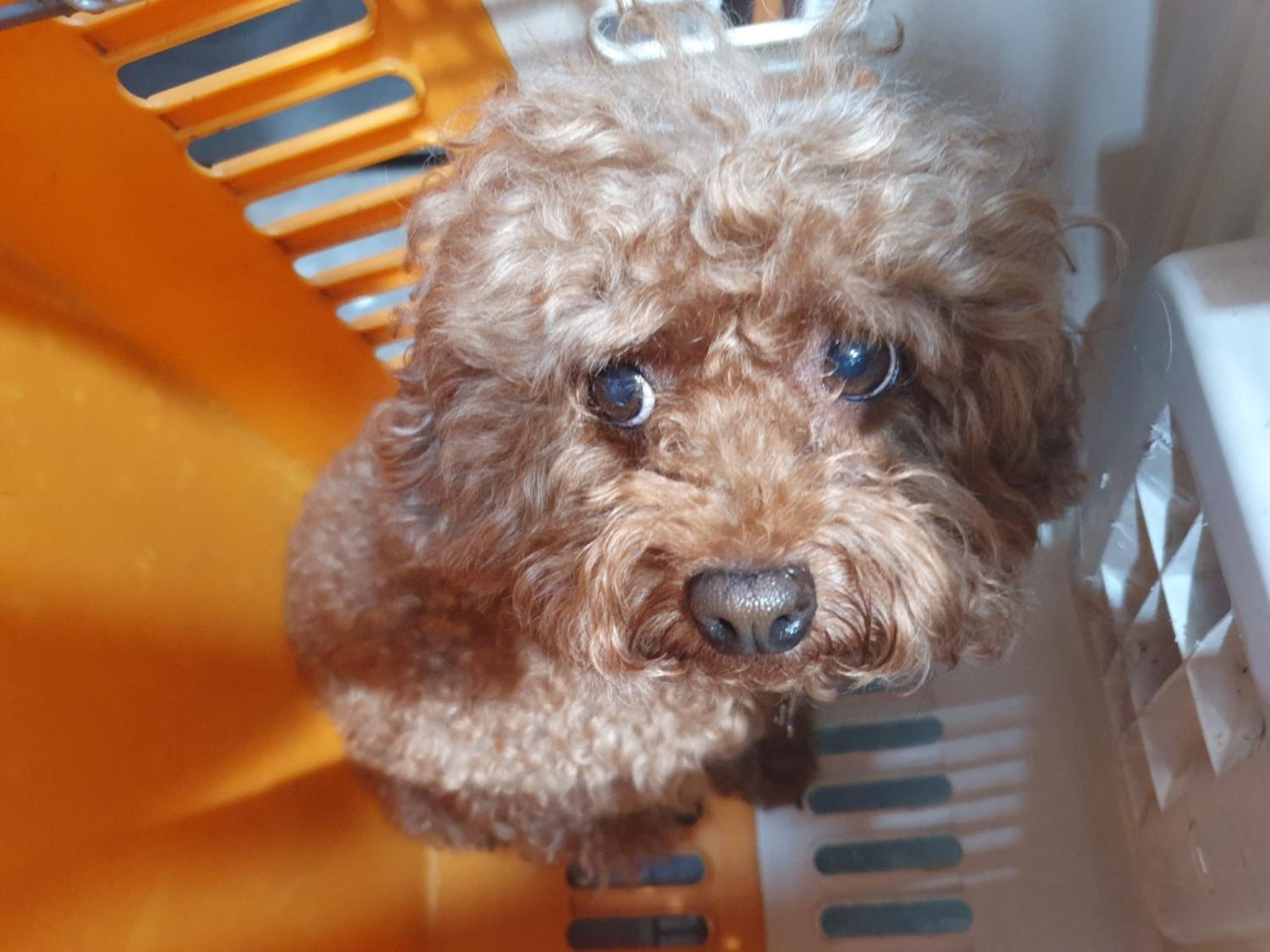 푸들 이미지 파일 입니다.