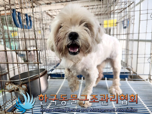 말티즈 이미지 파일 입니다.