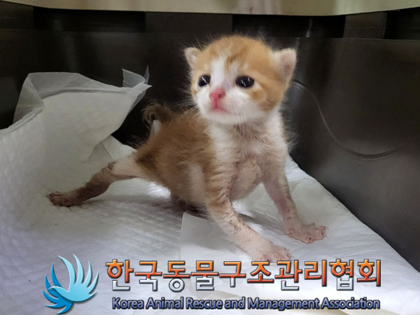 한국 고양이 이미지 파일 입니다.