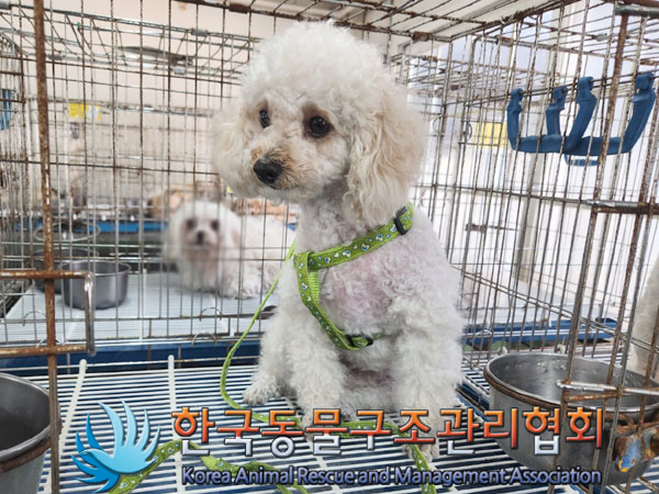 푸들 이미지 파일 입니다.