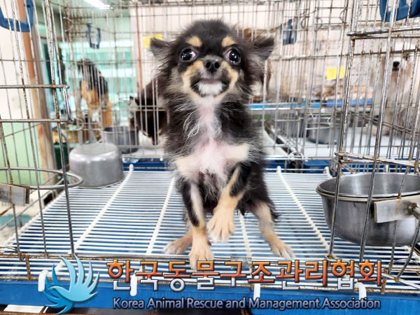 치와와 이미지 파일 입니다.