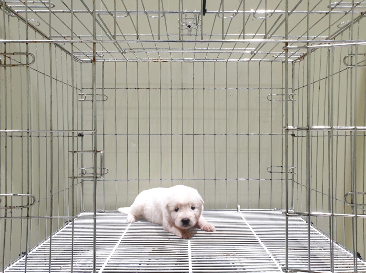 믹스견 이미지 파일 입니다.