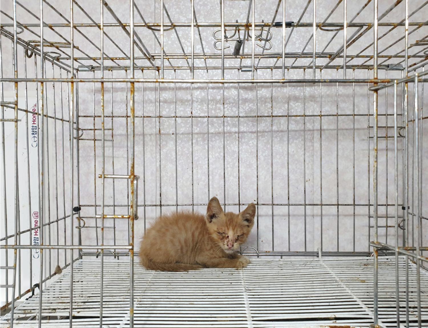 한국 고양이 이미지 파일 입니다.
