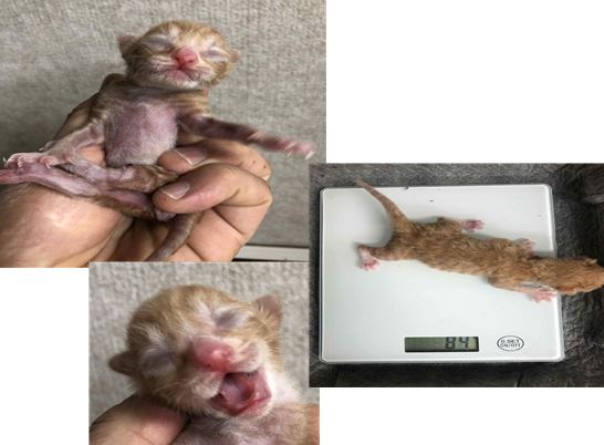 한국 고양이 이미지 파일 입니다.