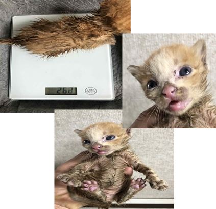 한국 고양이 이미지 파일 입니다.
