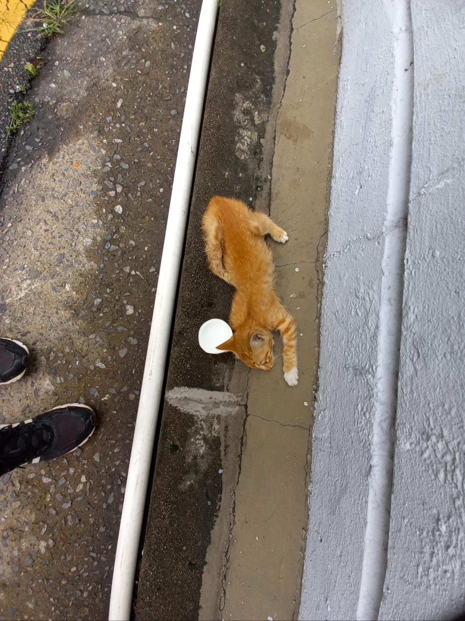 한국 고양이 이미지 파일 입니다.