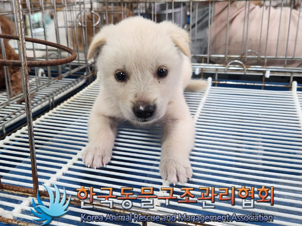 믹스견 이미지 파일 입니다.