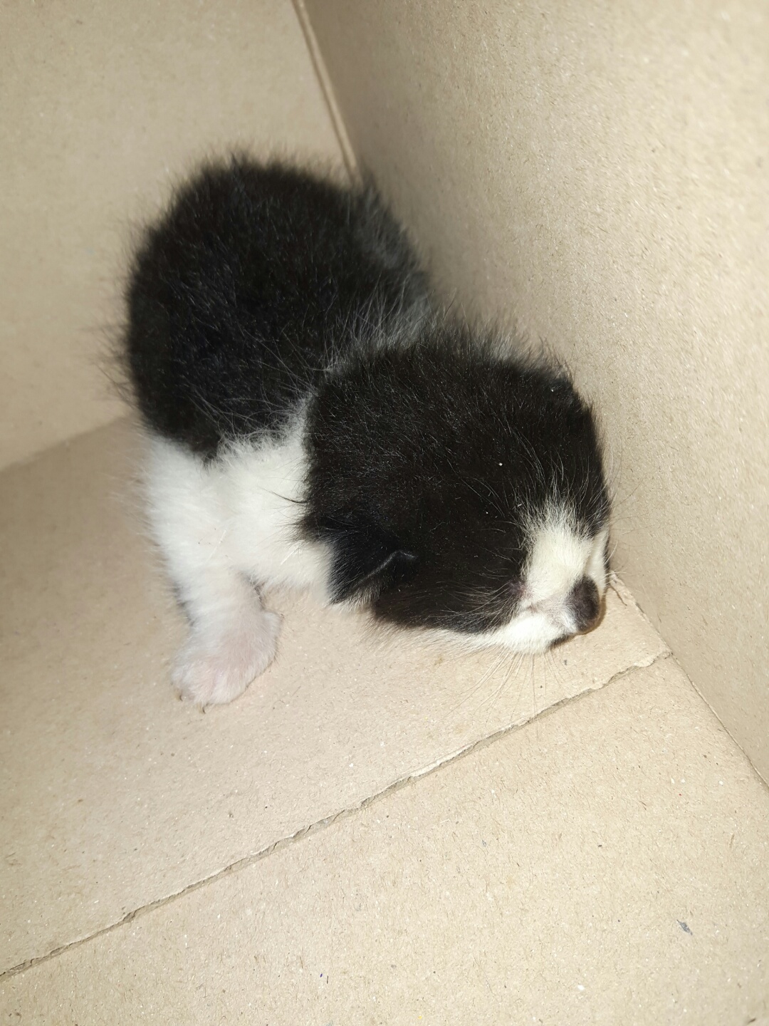 한국 고양이 이미지 파일 입니다.