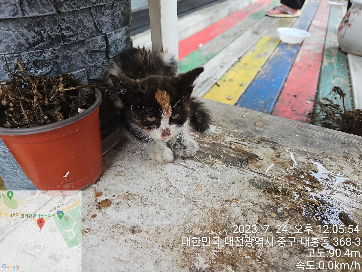 한국 고양이 이미지 파일 입니다.