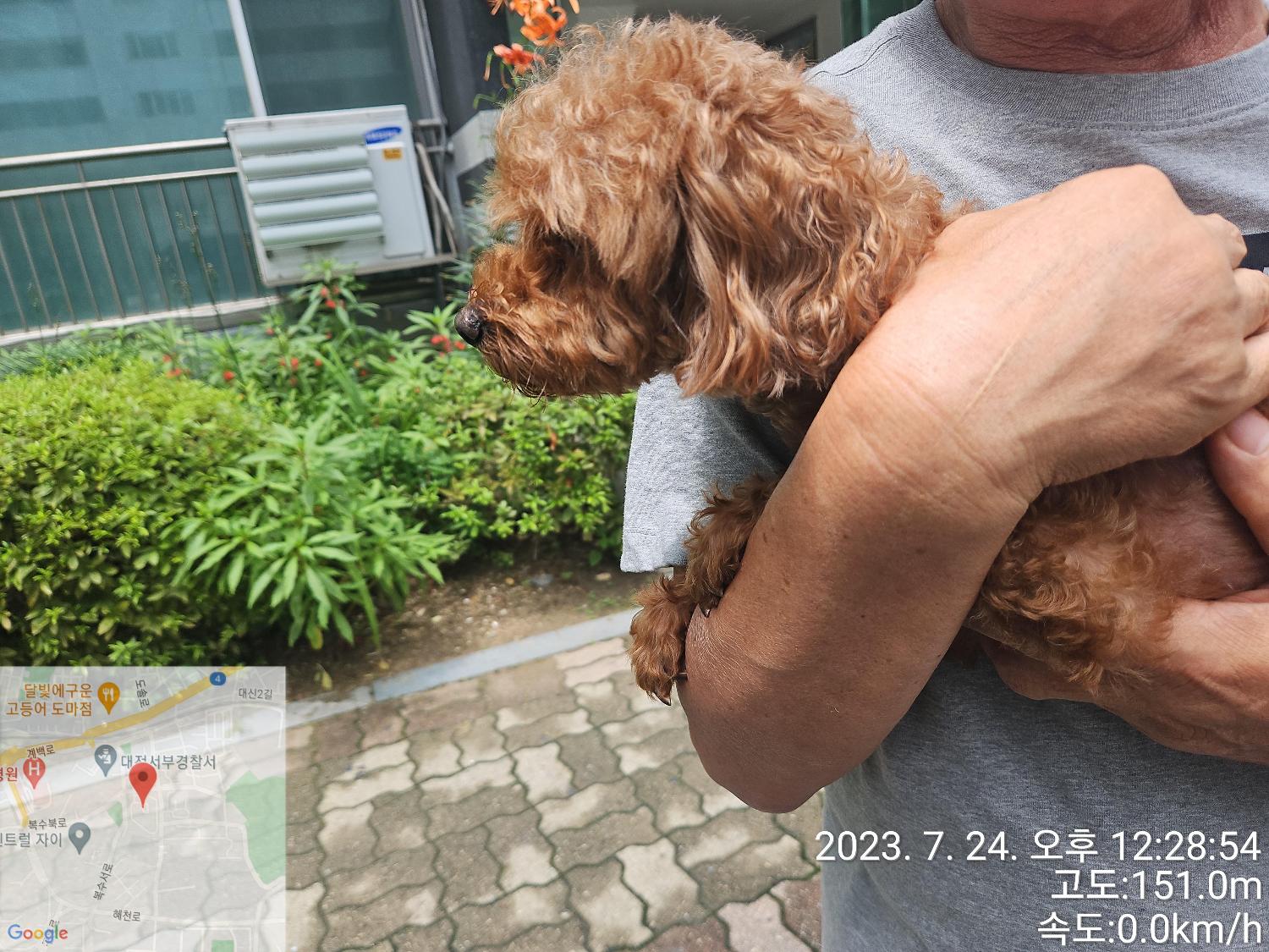 푸들 이미지 파일 입니다.
