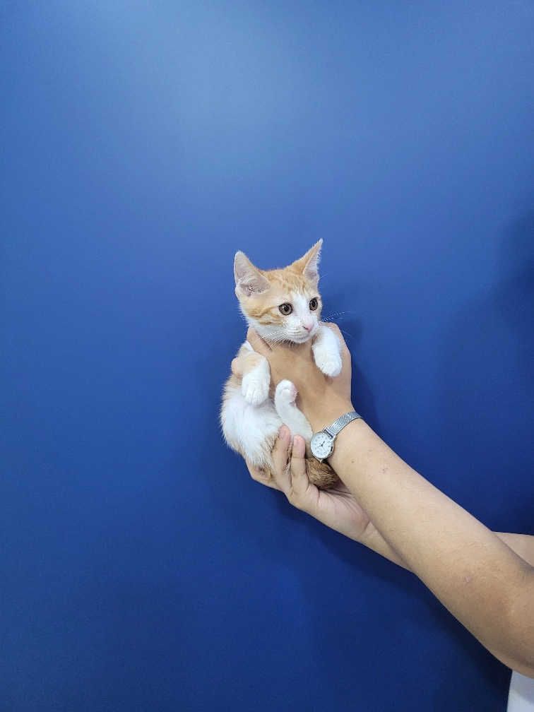 한국 고양이 이미지 파일 입니다.