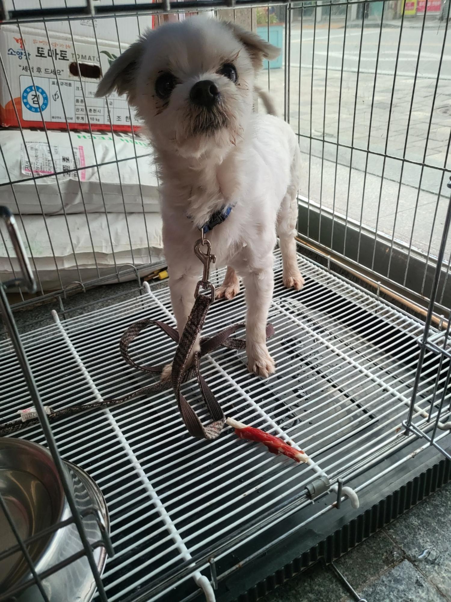 믹스견 이미지 파일 입니다.