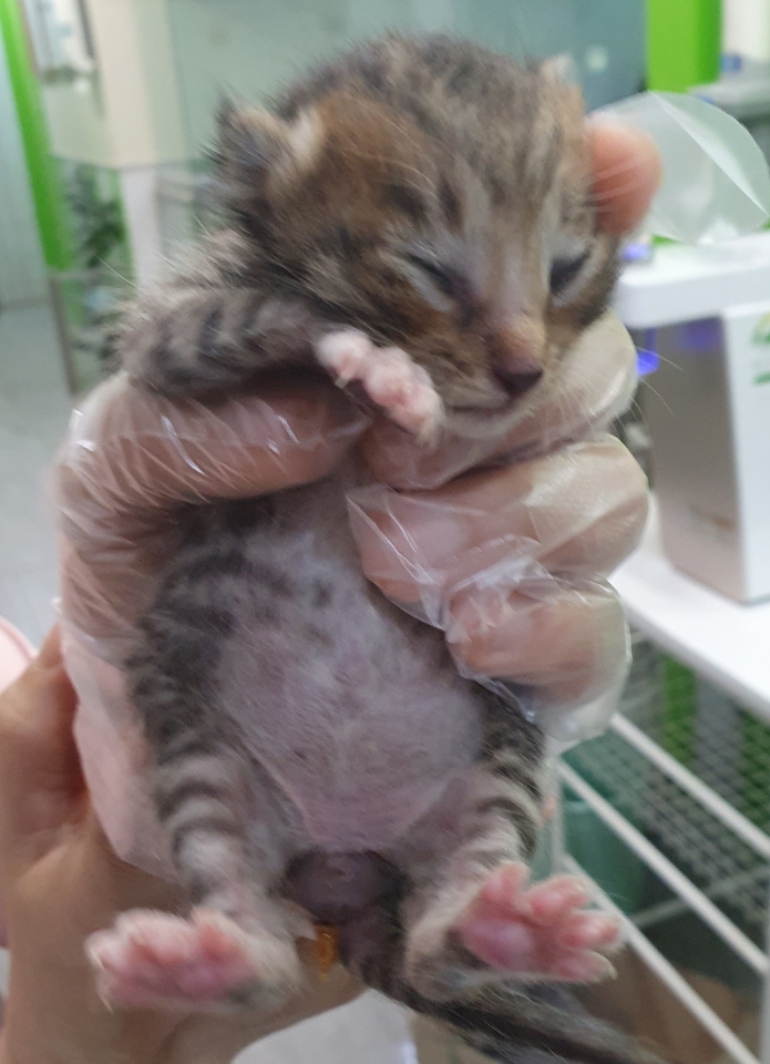 한국 고양이 이미지 파일 입니다.