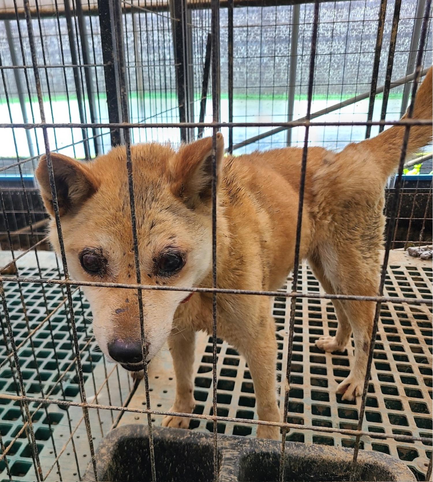 믹스견 이미지 파일 입니다.