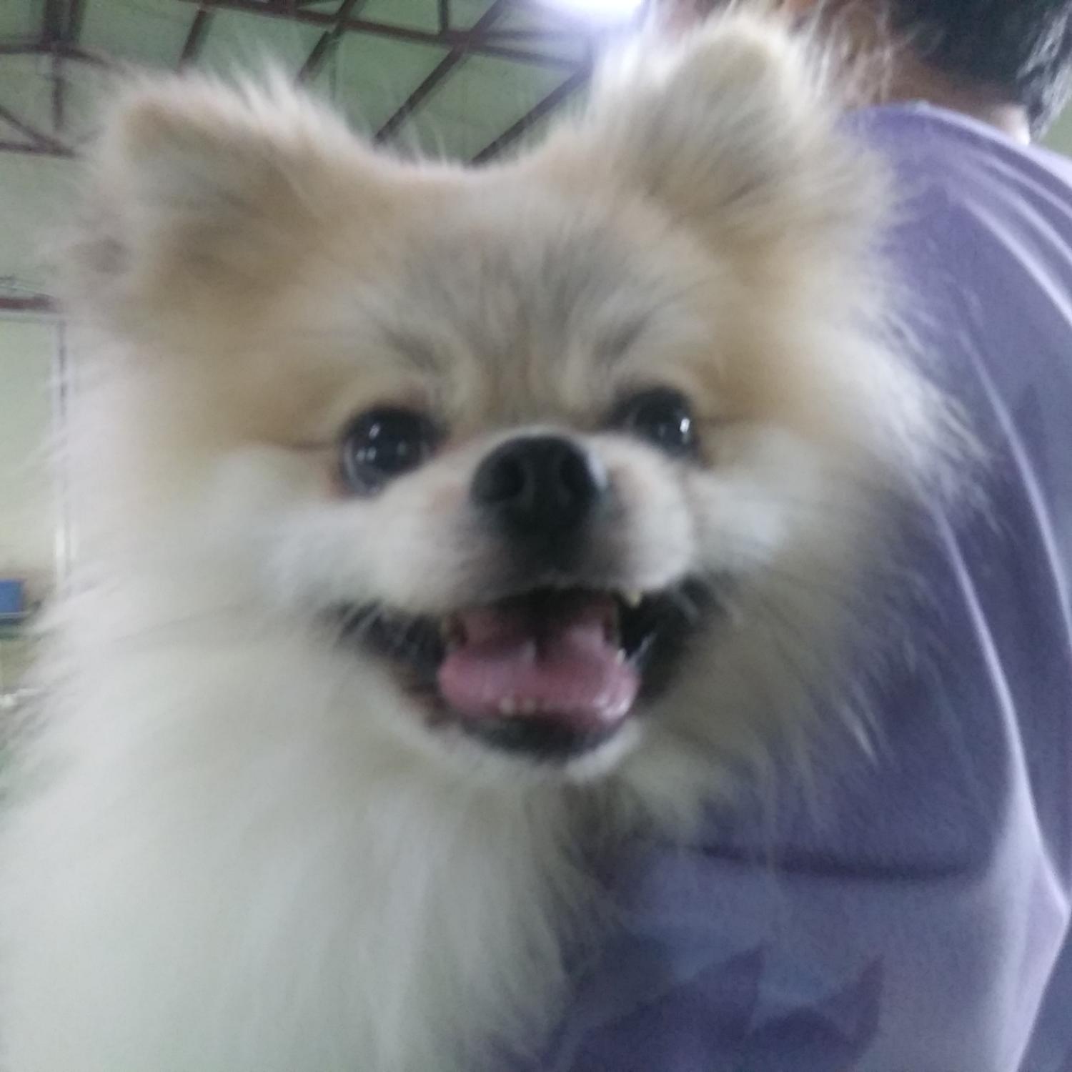 포메라니안 이미지 파일 입니다.