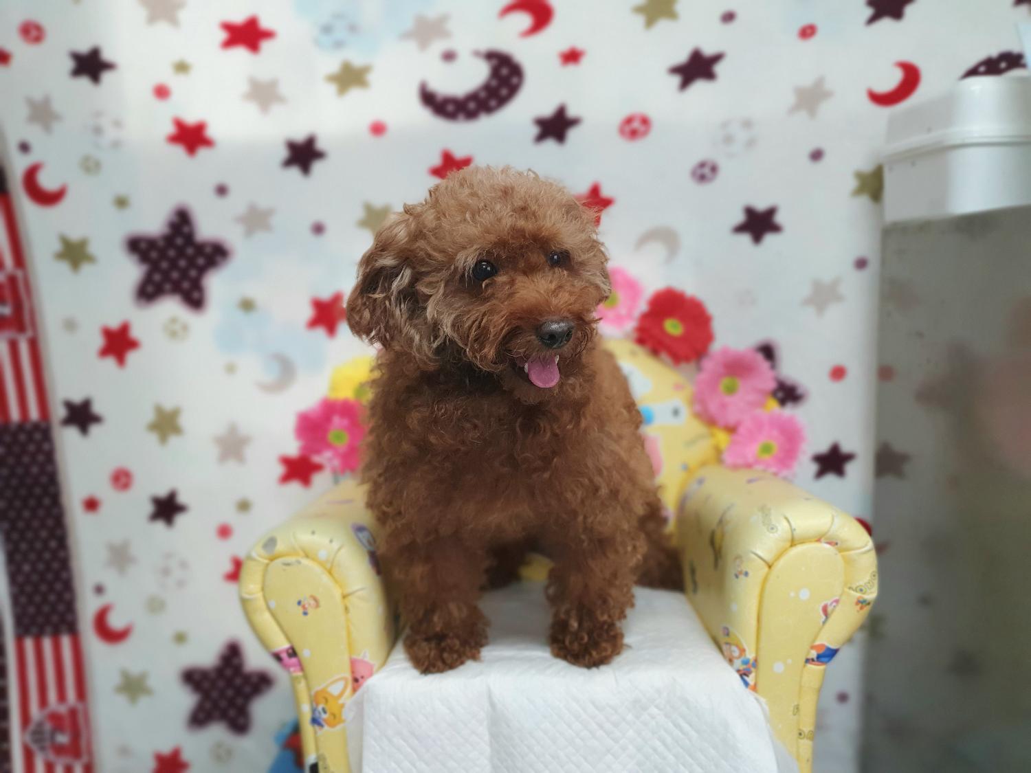 푸들 이미지 파일 입니다.