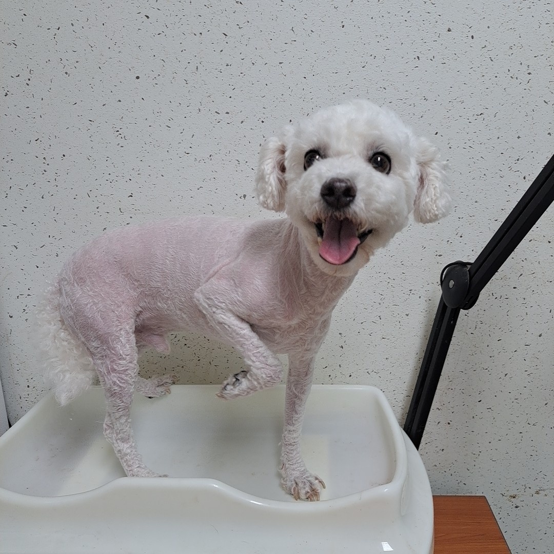 비숑 프리제 이미지 파일 입니다.