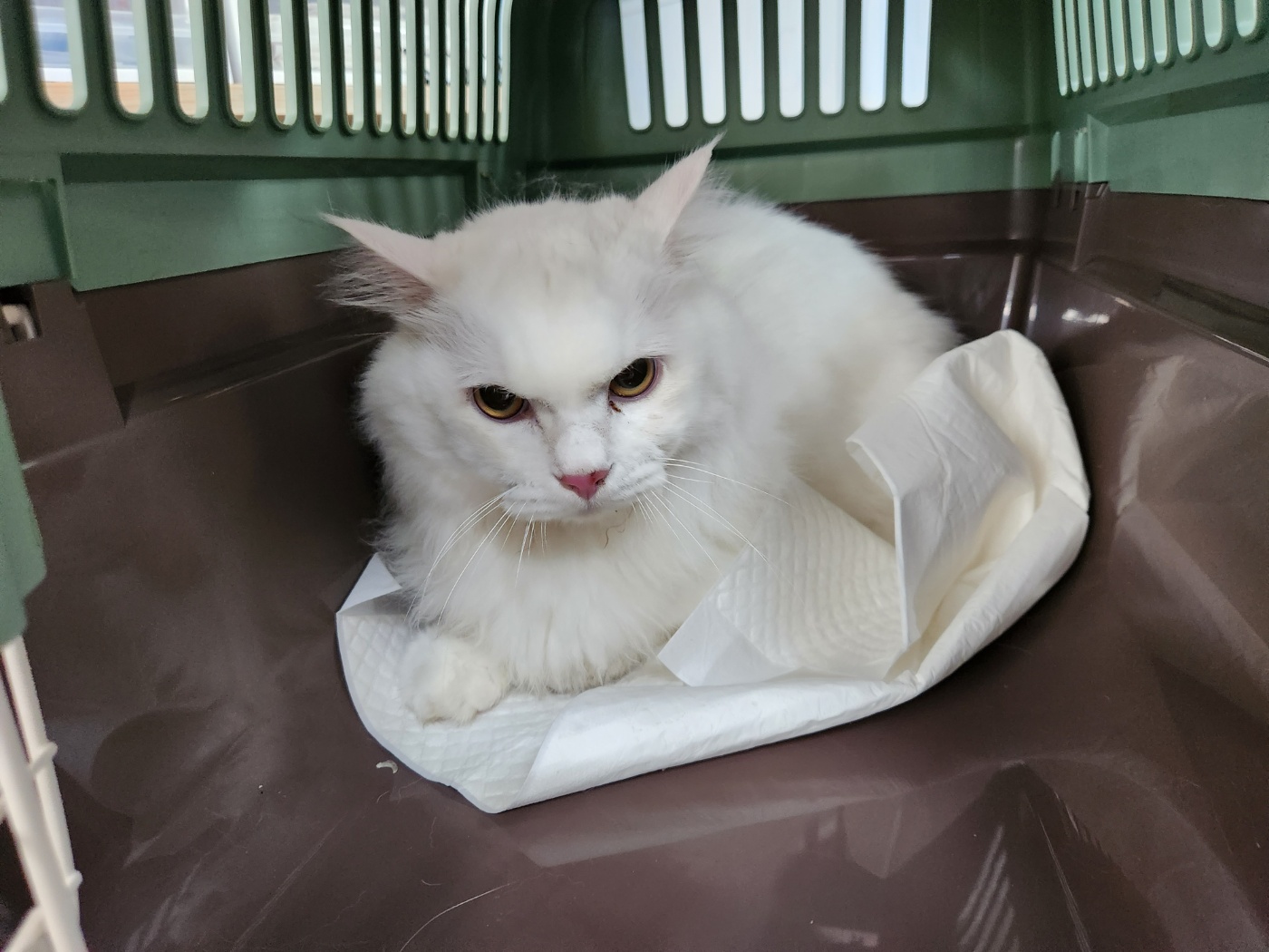 믹스묘 이미지 파일 입니다.