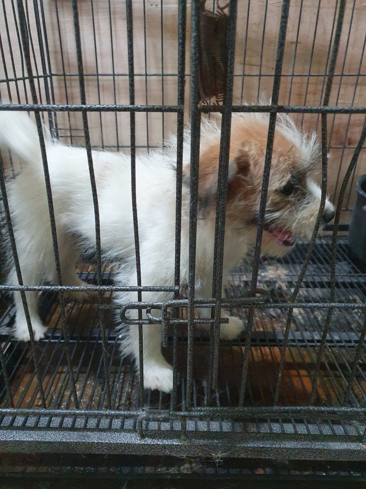 믹스견 이미지 파일 입니다.